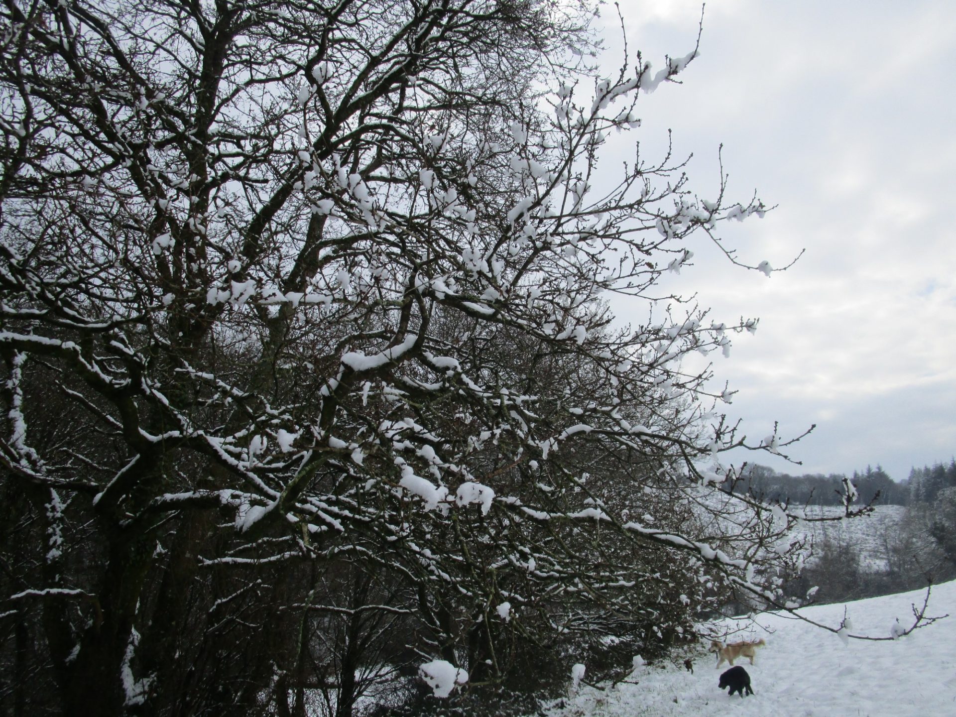 Les arbres sous la neige (hiver 2017/18)