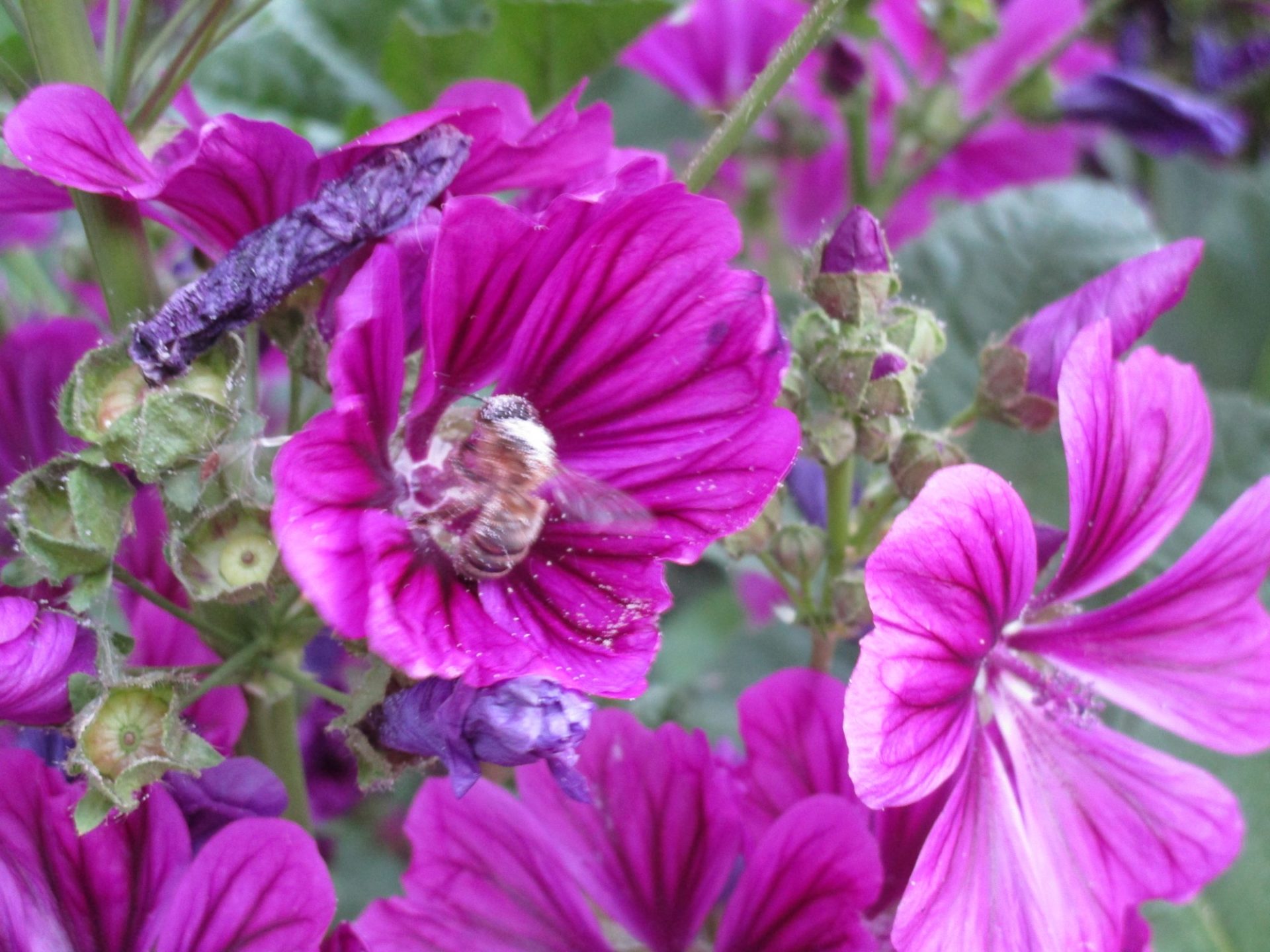 Les abeilles font des roulades dans les fleurs !